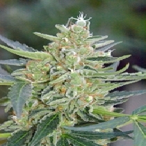 Mazar auto feminised (Discreet Seeds) Cannabis Seeds
