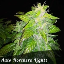 Northern Lights auto feminised (Discreet Seeds) Cannabis Seeds