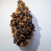 Purple Kush auto feminised (Discreet Seeds) Cannabis Seeds