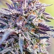 Bubblegum feminised (Discreet Seeds) Cannabis Seeds