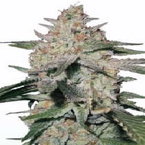 Northern Lights Feminised (Discreet Seeds) Cannabis Seeds