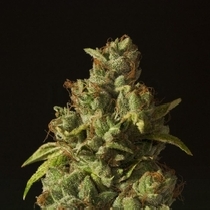 O.G Kush feminised (Discreet Seeds) Cannabis Seeds