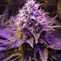 Purple haze feminised (Discreet Seeds) Cannabis Seeds