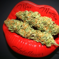 Mac Muffin auto feminised (Taste-budz Seeds) Cannabis Seeds