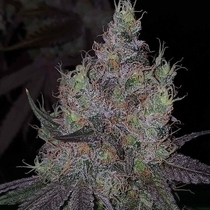 Bruntz Feminised (The Plug Seedbank Seeds) Cannabis Seeds