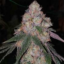 Patron Feminised (The Plug Seedbank Seeds) Cannabis Seeds