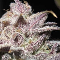 Super Silver Mandarin Feminised (Ultra Genetics Seeds) Cannabis Seeds