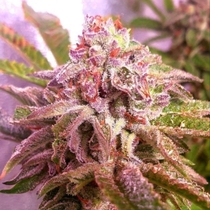 Strawberry Wedding Cake Feminised (Holy Smoke Seeds) Cannabis Seeds