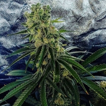 Strawberry Dawg Pound Feminised (Holy Smoke Seeds) Cannabis Seeds