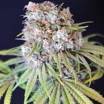 Melon Cheddar Feminised (Karma Genetics Seeds) Cannabis Seeds