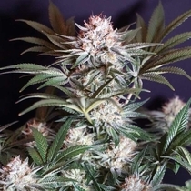 Rocky Melon Feminised (Karma Genetics Seeds) Cannabis Seeds
