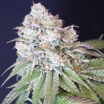 Dog Fruit Feminised (Karma Genetics Seeds) Cannabis Seeds