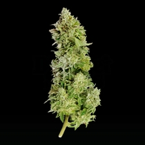Beast Mode Auto feminised (Mega Buds) Cannabis Seeds
