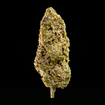 Faster Master feminised (Mega Buds) Cannabis Seeds