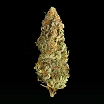 Mega CBD feminised (Mega Buds) Cannabis Seeds