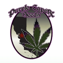 Alien Cookies Feminised (Purple Caper Seeds) Cannabis Seeds