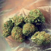 Orange Bud Feminised (Discreet Seeds) Cannabis Seeds