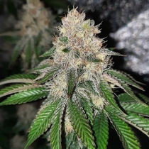 Frozen Rose Feminised (Conscious Genetics) Cannabis Seeds