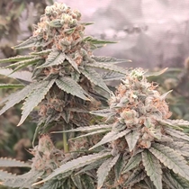 London Velvet Cake feminised (Conscious Genetics) Cannabis Seeds