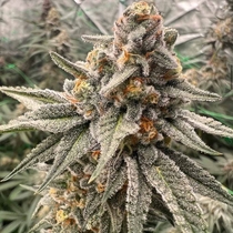 Orange Runtz Cake Feminised (Conscious Genetics) Cannabis Seeds