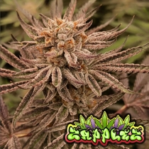 Zapplez feminised (Conscious Genetics) Cannabis Seeds