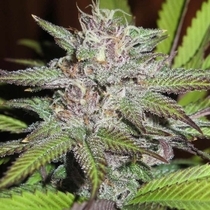 Terpatron 3000 Regular (Ultra Genetics Seeds) Cannabis Seeds