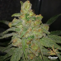 Grease Monkey feminised (Flavour Chasers Seeds) Cannabis Seeds