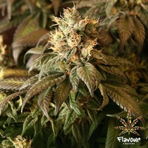 Ice cream cake feminised (Flavour Chasers Seeds) Cannabis Seeds