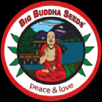 Kush Mintz feminised (Big Buddha Seeds) Cannabis Seeds