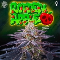 Rotten Apple Feminised (Perfect tree seeds) Cannabis Seeds
