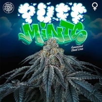 Puff Mints Feminised (Perfect tree seeds) Cannabis Seeds