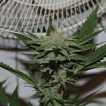 FEMINISED LINE 4G (Purple Caper Seeds) Cannabis Seeds