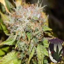 FEMINISED LINE BIRTHDAY CAKE (Purple Caper Seeds) Cannabis Seeds