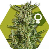 Blueberry cheese  (Zambeza Seeds) Cannabis Seeds