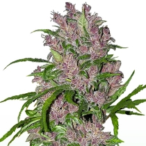 Purple Bud Automatic (White Label Seeds) Cannabis Seeds