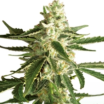 White Diesel Haze auto (White Label Seeds) Cannabis Seeds