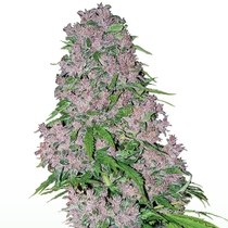 Purple Bud (White Label Seeds) Cannabis Seeds