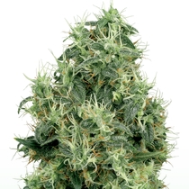 White Gold (White Label Seeds) Cannabis Seeds