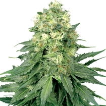 White Widow Feminised (White Label Seeds) Cannabis Seeds