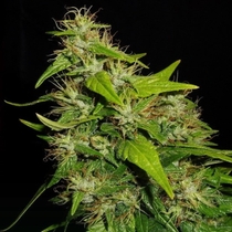 Tikal feminised (Ace Seeds)  Cannabis Seeds