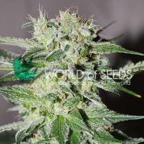 Pakistan Valley Early Version (World of Seeds) Cannabis Seeds