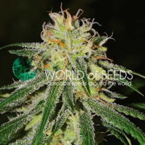 Amnesia Early Version (World of Seeds) Cannabis Seeds