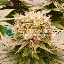 Harlequeen THC Free (World of Seeds) Cannabis Seeds
