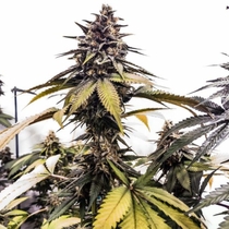 Runtzbert Feminised (Grateful Seeds) Cannabis Seeds