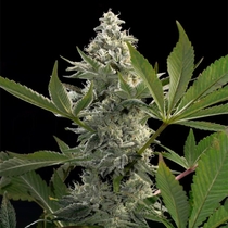 Glow Starz Feminised (Paradise Seeds) Cannabis Seeds