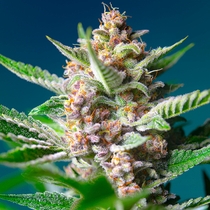 Purple Punch OG Feminised (Sweet Seeds) Cannabis Seeds