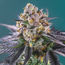 Red Strawberry Banana Auto feminised (Sweet Seeds) Cannabis Seeds