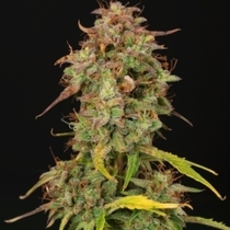 Santa Marta Haze auto (SeedStockers Seeds) Cannabis Seeds