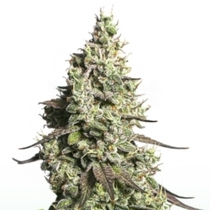 Moby Dick Auto (SeedStockers Seeds) Cannabis Seeds