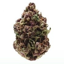 Pink Magic FAST Version (Growers Choice Seeds) Cannabis Seeds